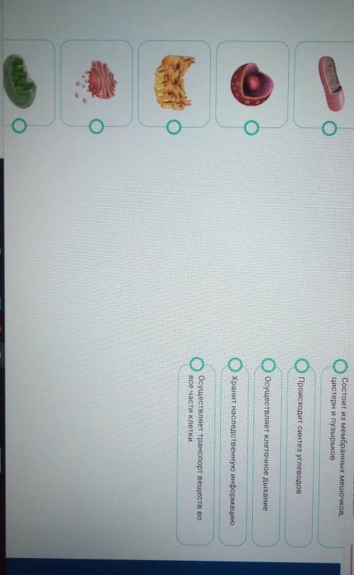 нужно установить соответствие между изображением органоида клетки и описанием функции,которую он вып