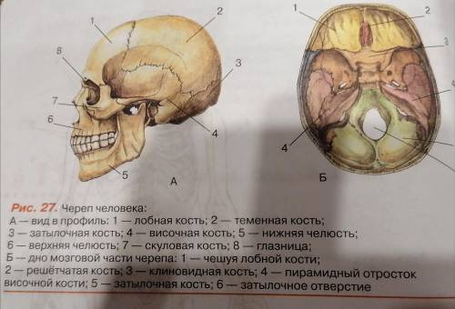 В виде таблицы запишите как называется кость, сколько таких же костей и их функцию