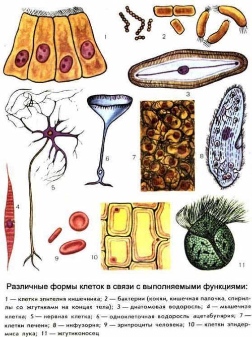 Объясните, какую функцию выполняет каждая изображённая на рисунке клетка и как это отражается на её