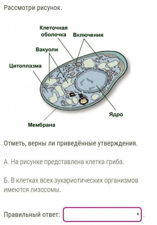 Либо они оба верны либо не верны не знаю кто разбирается в этом​