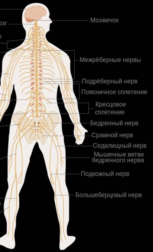 Почему для отдыха нервной системы необходима смена видов деятельности?буквально несколько слов ​