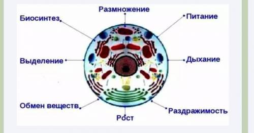 II Создайте схему Обобщите информацию о клетке в виде схемы (рисунка) на тему «Клетка – живая систем