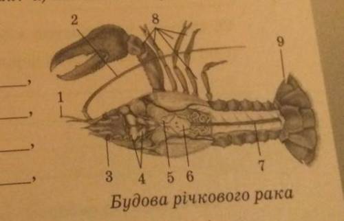 Что позначено цифрами 4 , 5 , 6