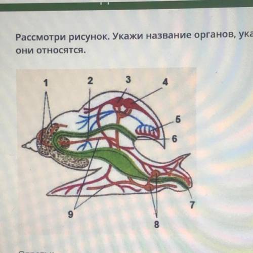 Рассмотри рисунок. Укажи название органов, указанных цифрами, и отметь, к какой системе органов они