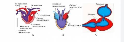 (ii) Опишите, чем структура сердца человека отличается от структуры сердца других животныхА)В)С)​