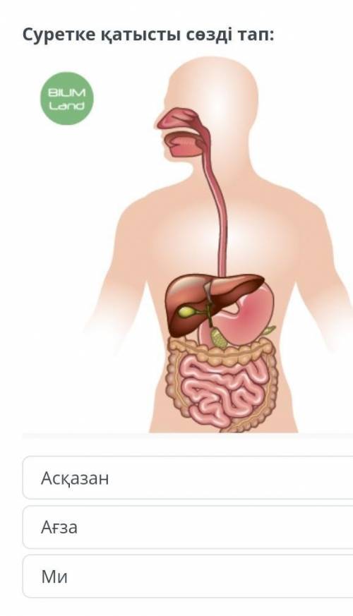 Суретке қатысты сөзді тап:АсқазанАғзаМи​