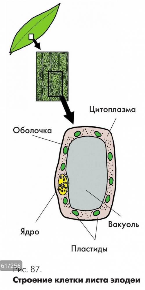 Сделайте рисунок разноцветными карандашами строение клетки листа элодеи с подписями по фото​