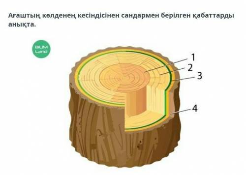 Ағаштың көлденең кесіндісінен сандармен берілген қабаттарды анықта​