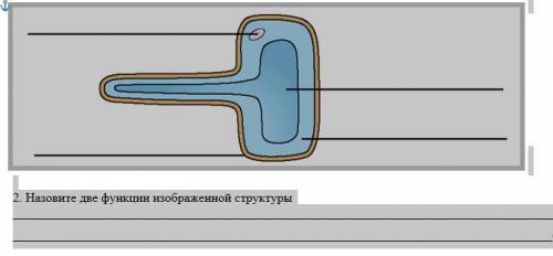 1. Назовите изображенную структуру и подпишите ее части. Название: . 2. Назовите две функции изображ