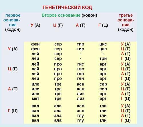 №1. Дополни предложение: Одной и той же аминокислоте соответствует антикодон ААА на транспортной РНК