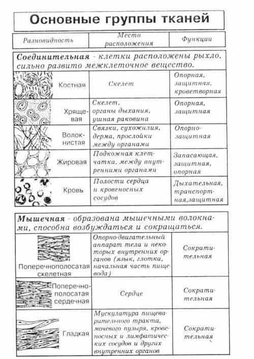 Здравствуйте с биологией 8 класс. )Задание:Найдите СХОДСТВА тканей растений и тканей людей.(учитель