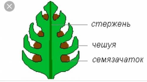 Опишите внешний вид женских шишек 1 года​