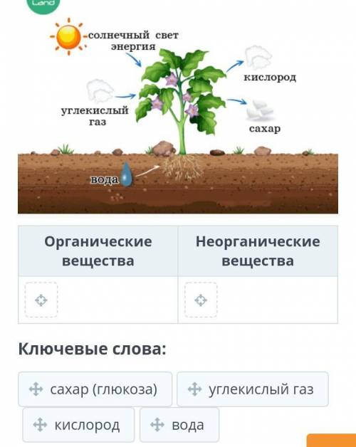 На рисунке представлен процесс фотосинтеза. Используй ключевые слова и классифицируй исходные вещест