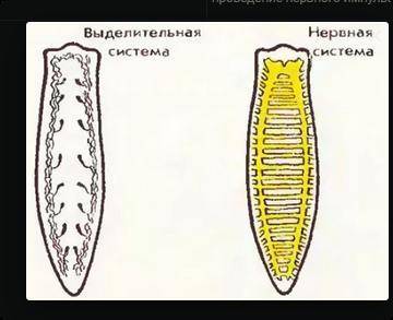 Рассмотрите таблицу Системы органов планарии и вставьте пропущенное слово в пустую ячейку. Задание