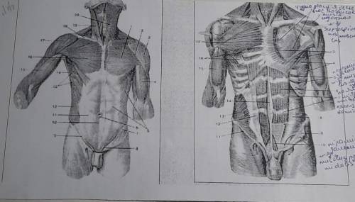 Мязи грудей та живота, назви м'язів написати на українській мові ​