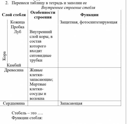 Внутреннее строение стебля Слой стебля Особенности строения ФункцииКора Кожица Защитная, фотосинтези