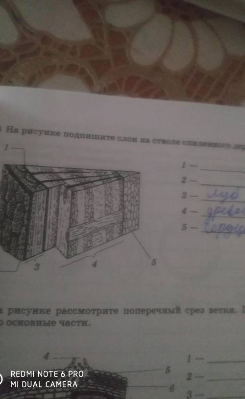 надо. 34. задание. На рисунке подпишите слои на стволе спиленного дерева. 1 и р.б по биологии к учеб