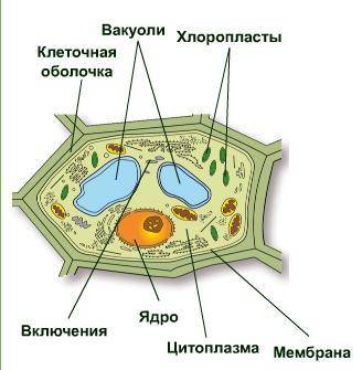 Рассмотри рисунок. 3клеткиР.pngВыбери, верны ли приведённые утверждения.А. На рисунке изображена рас