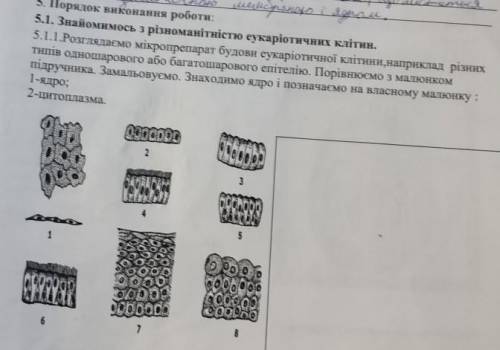 Розглядаемо микропрепарат строения эукариотической клетки, например различных типов однослойной или