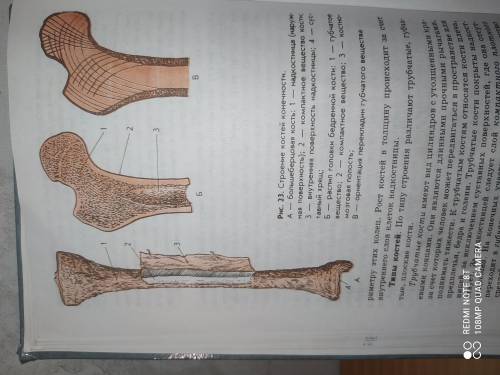 1). Рассмотрите рисунок 25, А, Б, В. Сравните его с препаратом распила натуральной кости. Найдите на