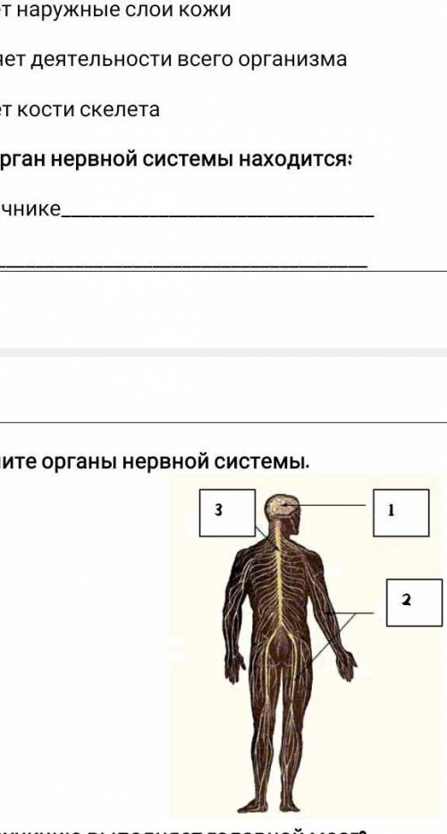 Подпишите органы нервной системы.​