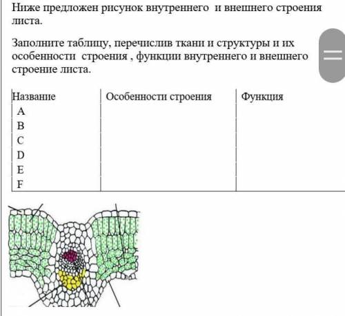 Задание 1 Ниже предложен рисунок внутреннего и внешнего строения листа.Заполните таблицу, перечислив