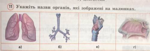 (11) Укажіть назви органів, які зображені на малюнках. 6) в) a) г)
