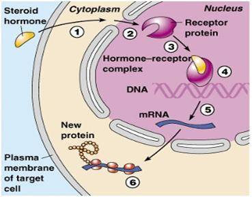 Опишите механизм внедрения гормонов (стероидные гормоны, тироксин, трийодтиронин) в клетку, использу