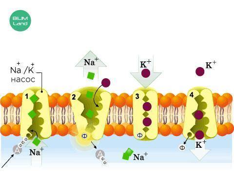 Используя схему работы натрий-калиевого насоса, расположи в правильной последовательности этапы его