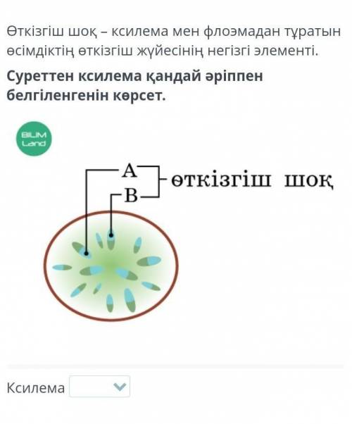 Ксилема қайндай әріппен белгіленеді?​