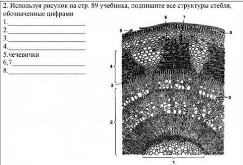 Используя рисунок подпишите все структуры стебля, обозначенные цифрами​