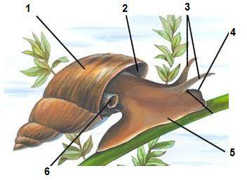 К какому классу относится моллюск, представленный на рисунке? Брюхоногие Двустворчатые Головоногие