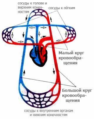 На схеме кровообращения показан вектор скорости или вектор ускорения?