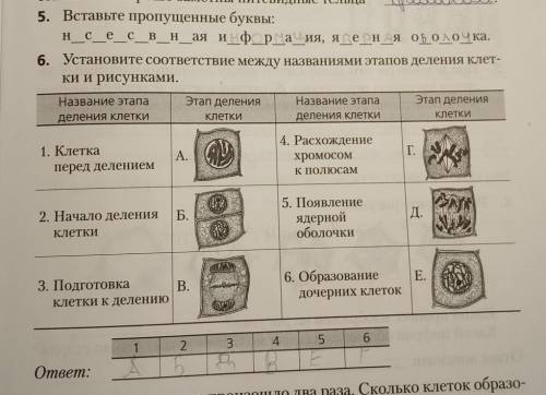 ответьте на вопрос: как вы думаете, я как происходит рост вашего тела? сделайте задания 5,6я начала,