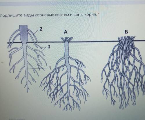 Подпишите виды корневых систем и зоны корня. БЕ2AN31 НУЖНО (((​