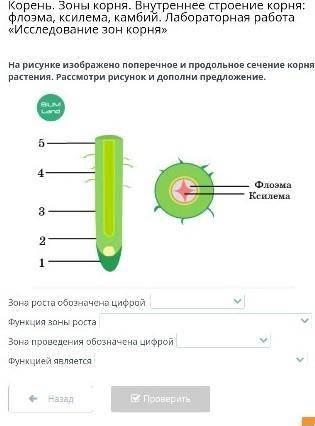 На рисунке изображено поперечное и продольное сечение корня растения. Рассмотри рисунок и дополни пр