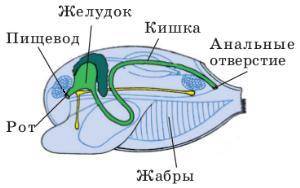 Пищивая система двустворчетых моллюсков​