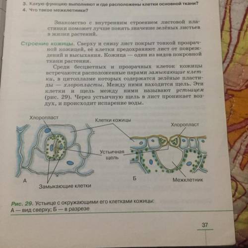 Написать конспект по биологии за 6 класс пасечник, «Клеточное строение листа б
