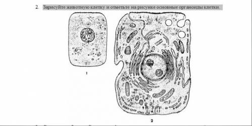 нужно отметить на рисунке основные органоиды под цифрой один,