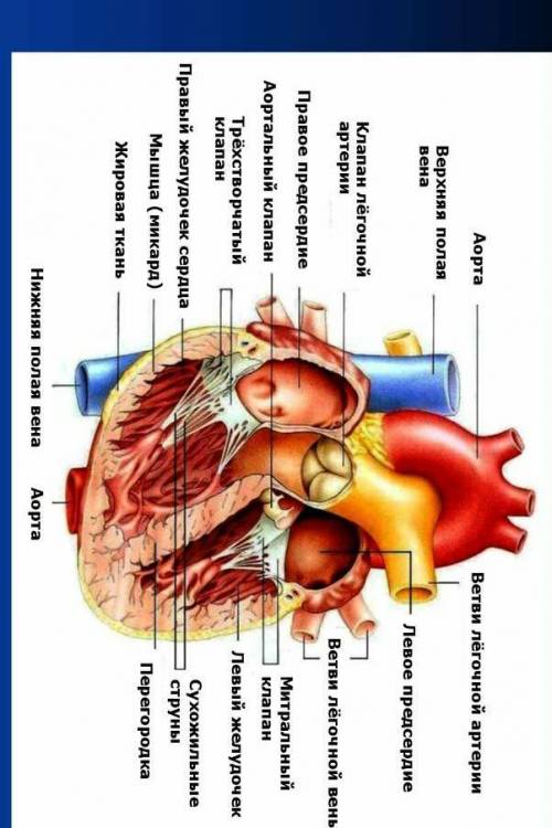 5. Рассмотрите рисунок «Строение сердца». Подпишите на нём на- звание основных структурных частей се