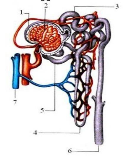 Задания: 1. На рисунке изображена схема строения нефрона Укажите причину процесса, происходящего в с