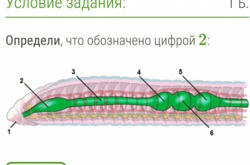 Определи, что обозначено цифрой 2:​