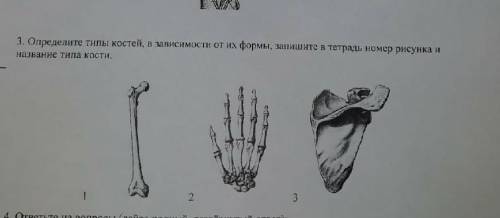 БИОЛОГИЯ 8КЛ(определите тип кости трубчатая губчатая или плоская) от очень