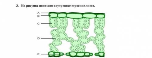 E3. На рисунке показано внутреннее строение листа.D​