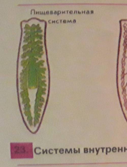 Что такое система органов? Используя рисунок 23, назовите органы пищеварительной системы и расскажит