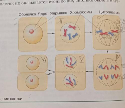 Деление клетки по этапам.Опишите все этапы (всего 6)​