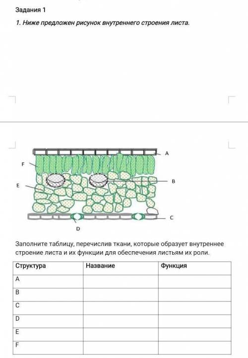 - А Заполните таблицу, перечислив ткани, которые образует внутреннеестроение листа и их функции для