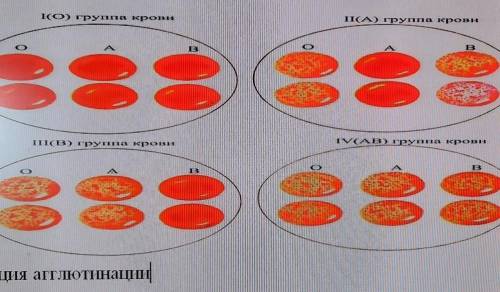 Используя рисунок, объяснить механизм определения группы крови ​