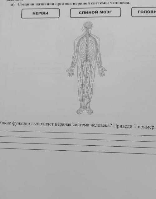 Соединий названия органов нервной системы человека нервы спиной мозг головной мозг​