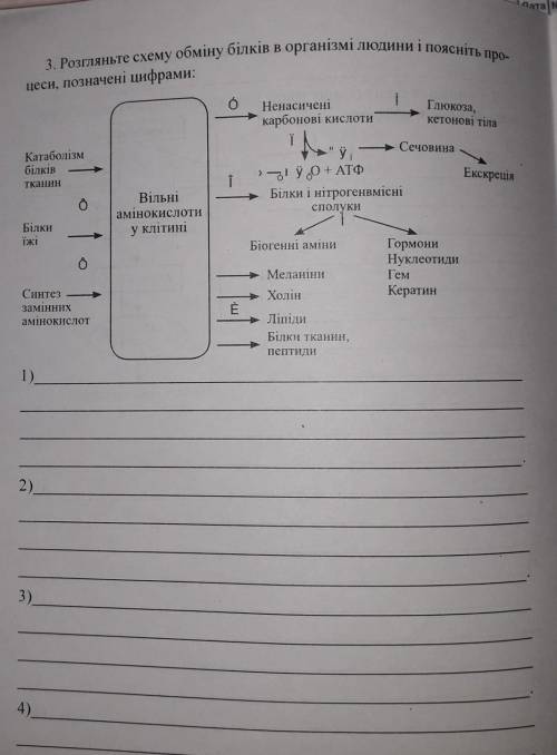 Розгляньте схему обміну білків в організмі людини і поясніть процеси,позначені цифрами​ ів!